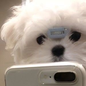 Meet your Posher, Jowel